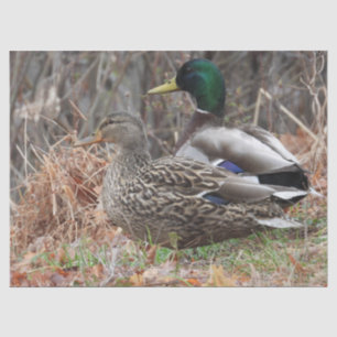 Pair of Mallard Ducks Tissue Paper
