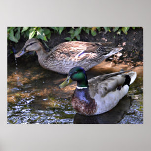 Pair of Mated Mallards Poster