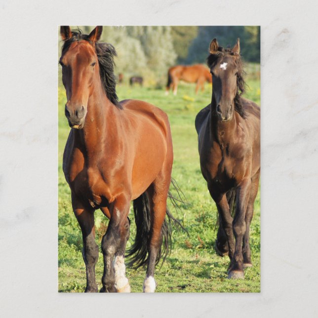 Pair of Morgans Postcard (Front)