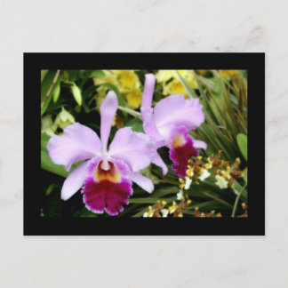 Pair of Orchids Postcard