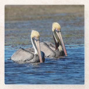Pair of Pelicans Glass Coaster
