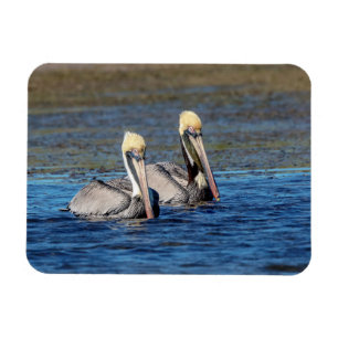 Pair of Pelicans Magnet