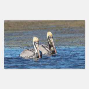 Pair of Pelicans Rectangular Sticker