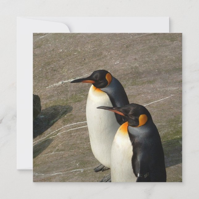 Pair of Penguins Invitation (Front)