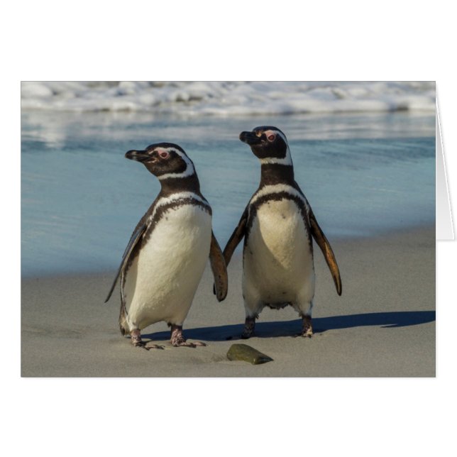 Pair of penguins on the beach (Front Horizontal)