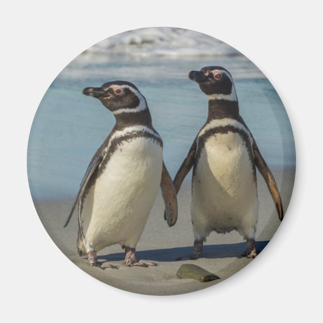 Pair of penguins on the beach magnet (Front)