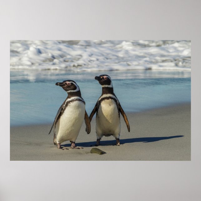 Pair of penguins on the beach poster (Front)