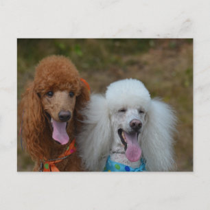 Pair of Poodles Postcard