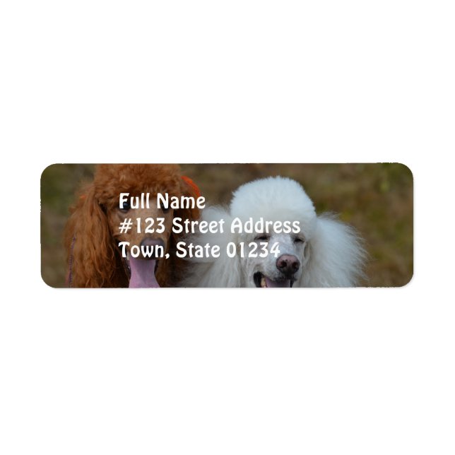 Pair of Poodles Return Address Label (Front)