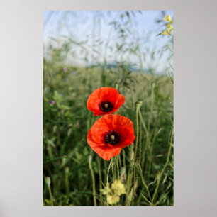 Pair of poppies poster