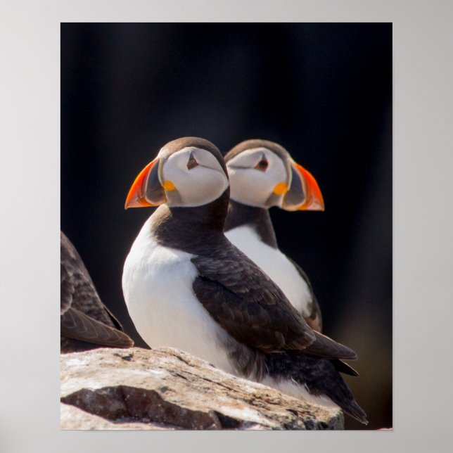 Pair of Puffins Poster (Front)