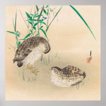 Pair of Quail Poster