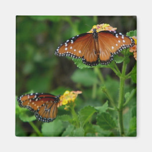 Pair of Queen Butterflies magnet