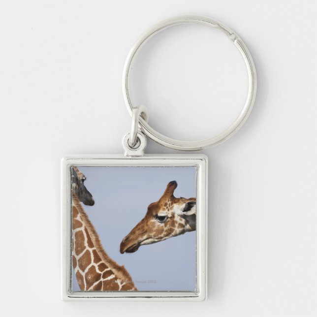 Pair of Reticulated Giraffes (Giraffa) Key Ring (Front)