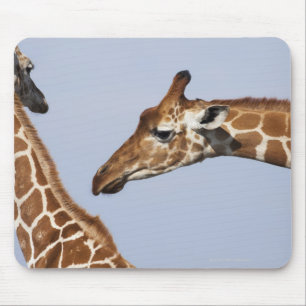 Pair of Reticulated Giraffes (Giraffa) Mouse Pad