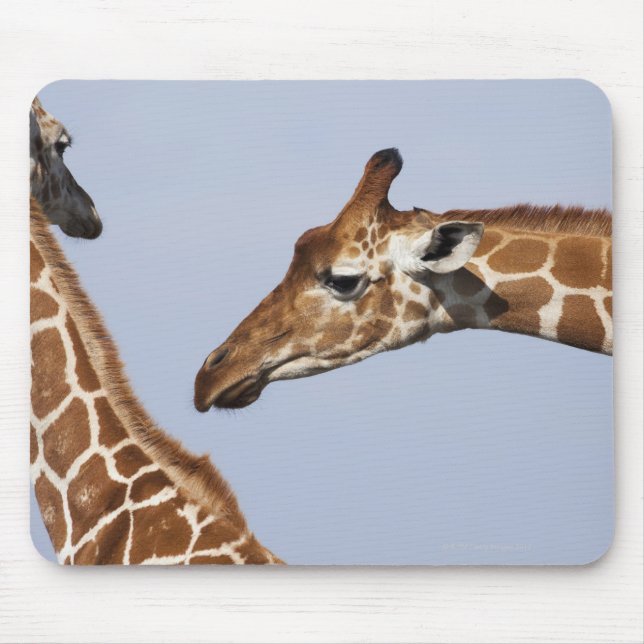 Pair of Reticulated Giraffes (Giraffa) Mouse Pad (Front)