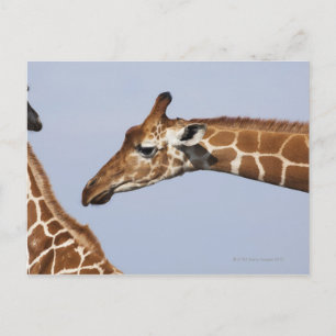 Pair of Reticulated Giraffes (Giraffa Postcard