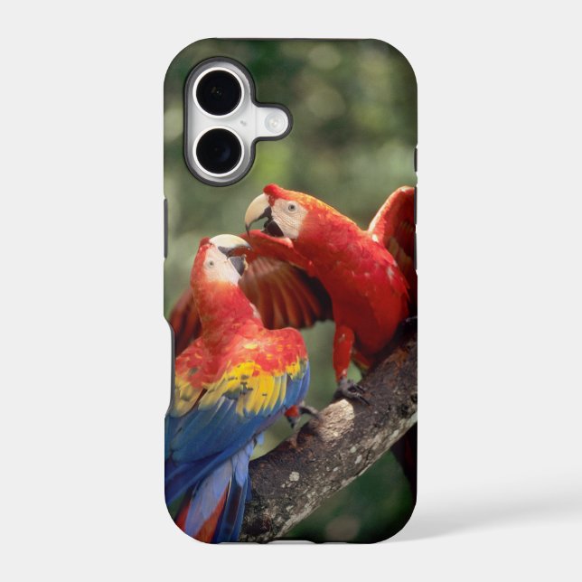 Pair of Scarlet Macaws (Back)