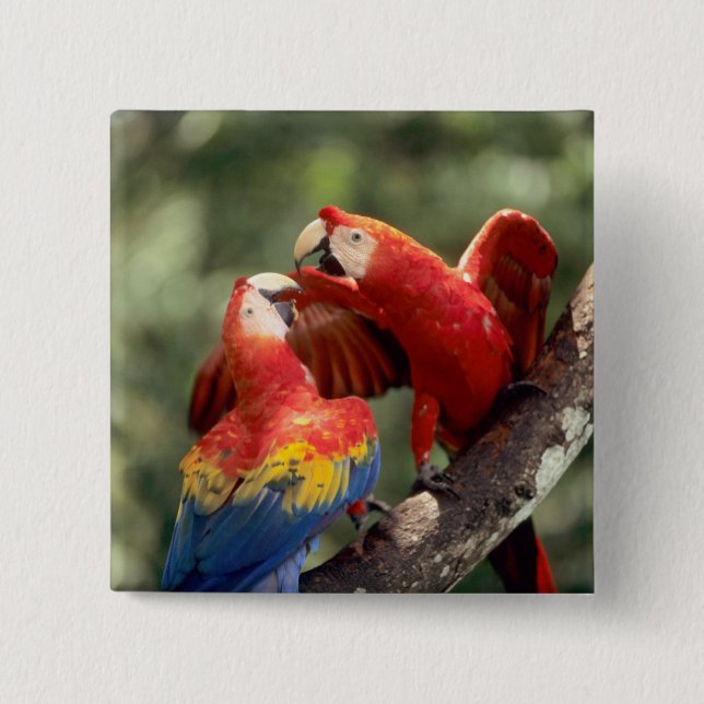 Pair of Scarlet Macaws 15 Cm Square Badge (Front)