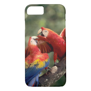 Pair of Scarlet Macaws iPhone 8/7 Case