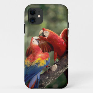 Pair of Scarlet Macaws iPhone 11 Case