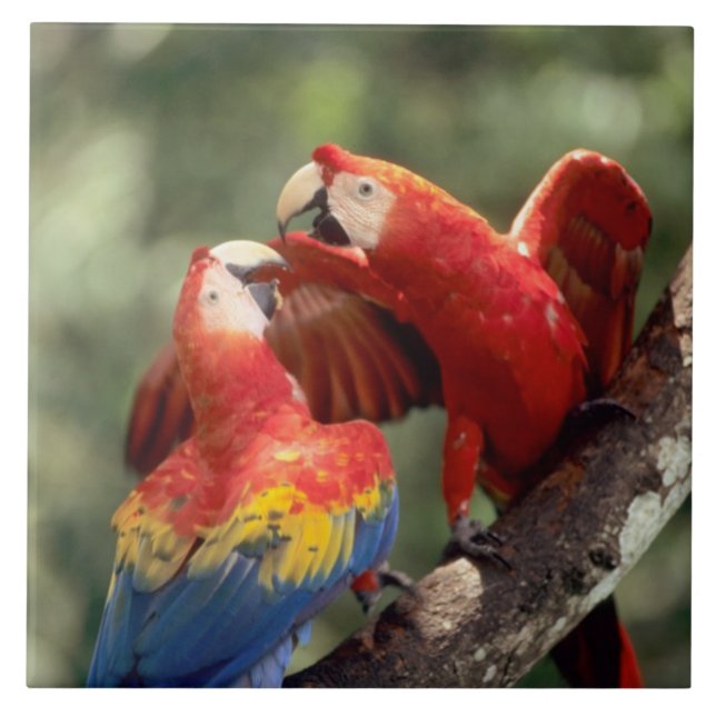 Pair of Scarlet Macaws Ceramic Tile (Front)