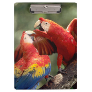 Pair of Scarlet Macaws Clipboard