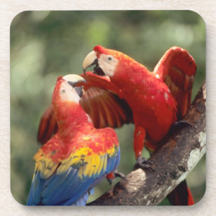 Pair of Scarlet Macaws Coaster