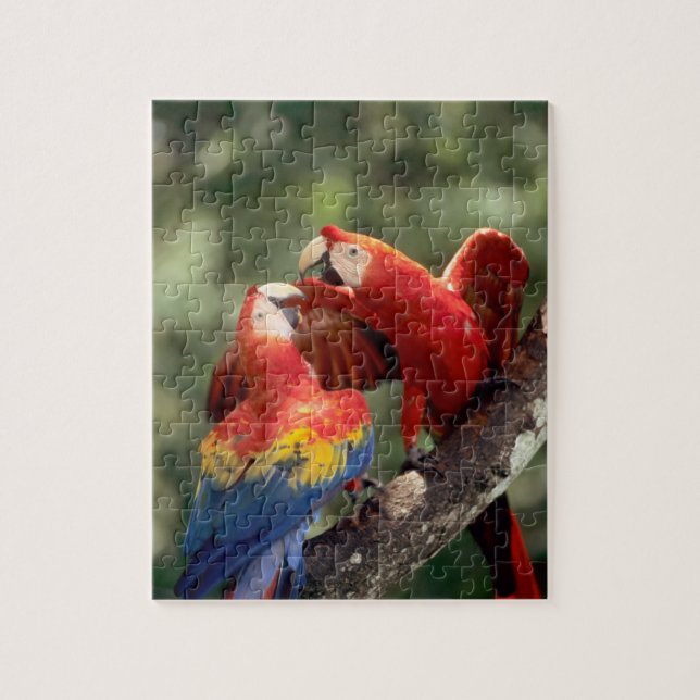 Pair of Scarlet Macaws Jigsaw Puzzle (Vertical)