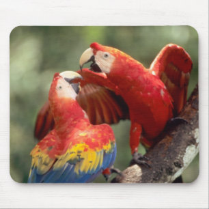 Pair of Scarlet Macaws Mouse Pad