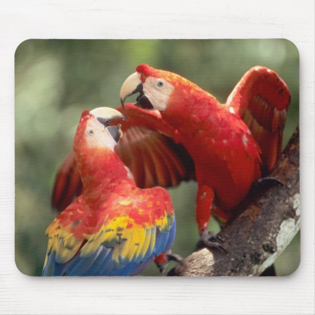 Pair of Scarlet Macaws Mouse Pad (Front)
