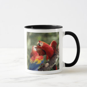 Pair of Scarlet Macaws Mug