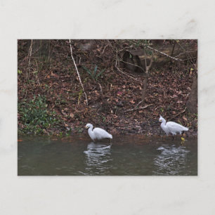 Pair of Snowy Egrets on the Hunt Postcard