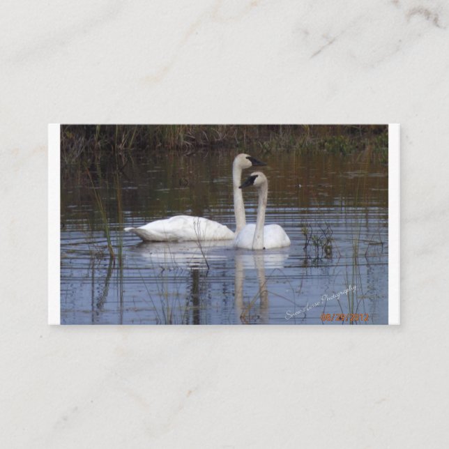Pair of Swans Enclosure Card (Front)