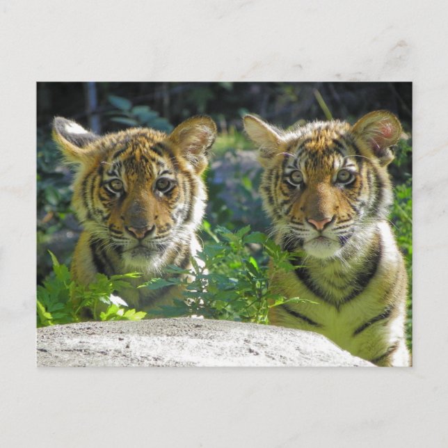 Pair of Tiger Cubs Portrait Postcard (Front)