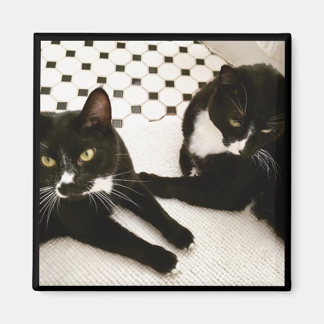 Pair of Tuxedo Cats magnet (Front)