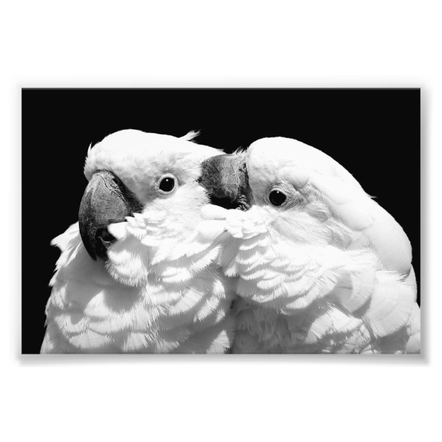 Pair of umbrella cockatoos photo print (Front)
