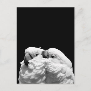 Pair of umbrella cockatoos postcard