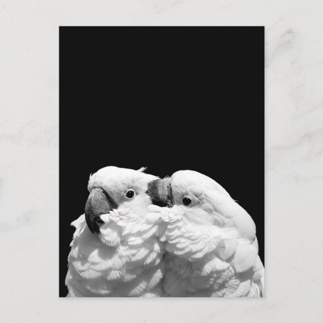 Pair of umbrella cockatoos postcard (Front)