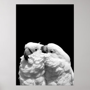 Pair of umbrella cockatoos poster