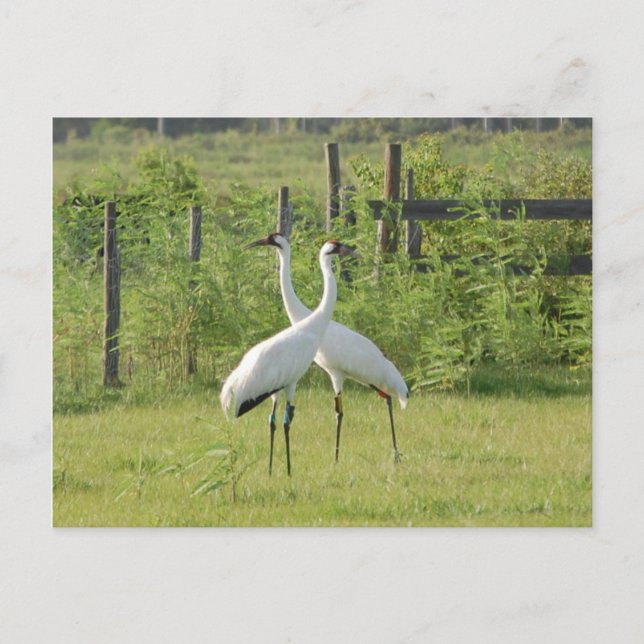 Pair of Whooping Cranes Postcard (Front)