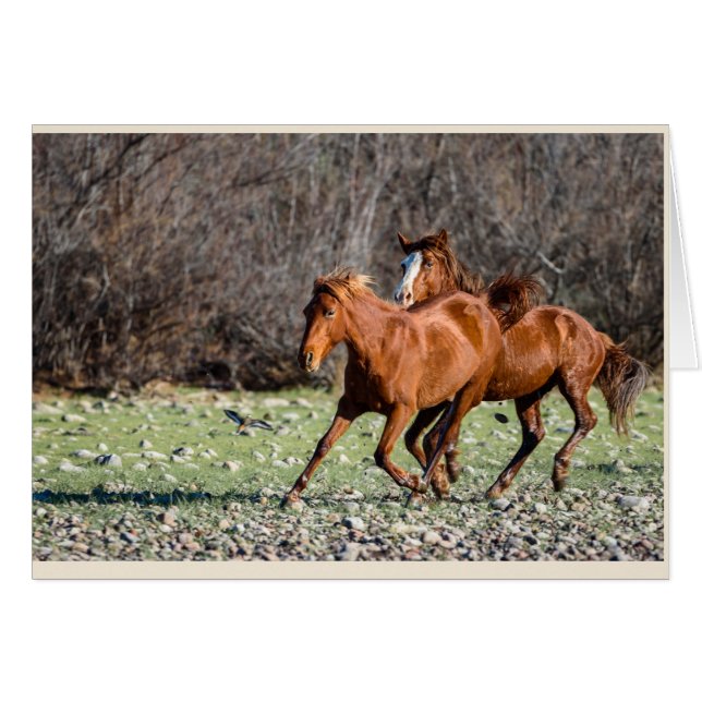 Pair of Wild Horses (Front Horizontal)