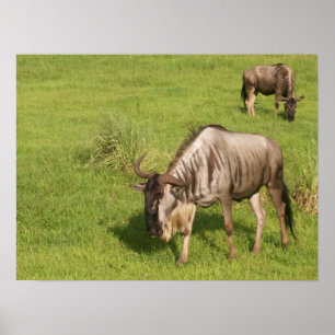 Pair of Wildebeests Poster