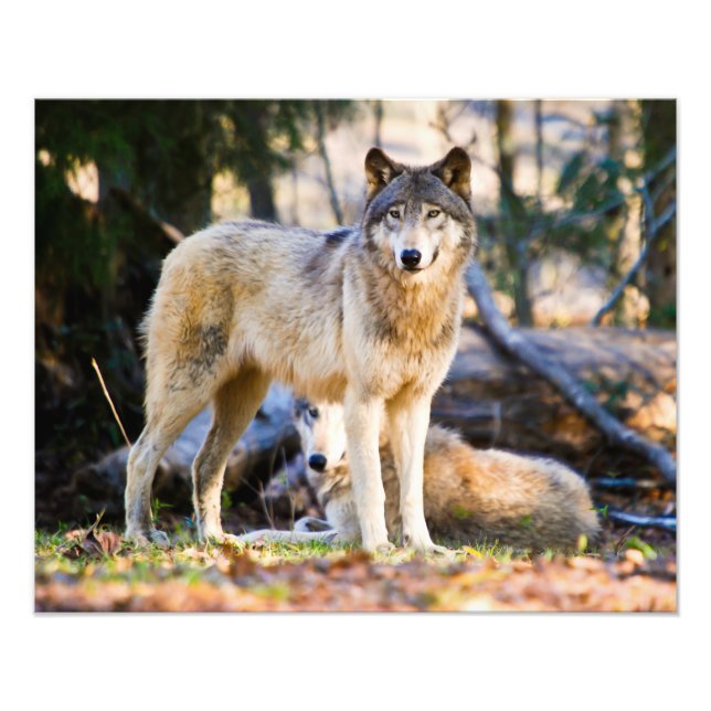Pair of Wolves Photo Print (Front)