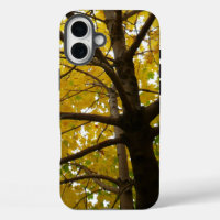 Pair of Yellow Maple Trees Autumn Nature