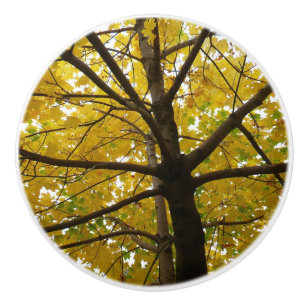 Pair of Yellow Maple Trees Autumn Nature Ceramic Knob
