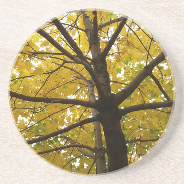 Pair of Yellow Maple Trees Autumn Nature Coaster (Front)