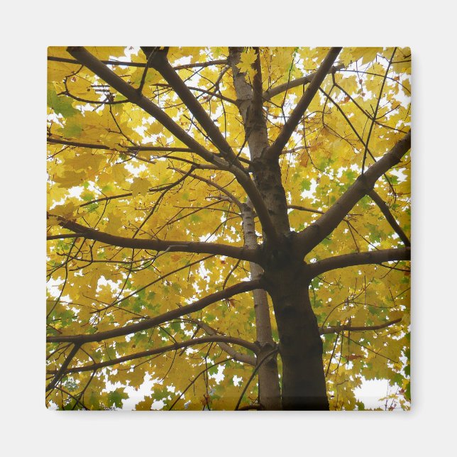 Pair of Yellow Maple Trees Autumn Nature Magnet (Front)