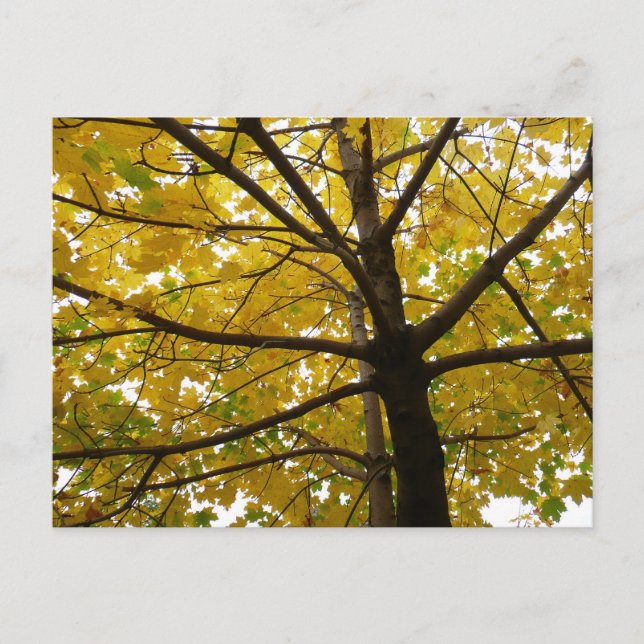 Pair of Yellow Maple Trees Autumn Nature Postcard (Front)