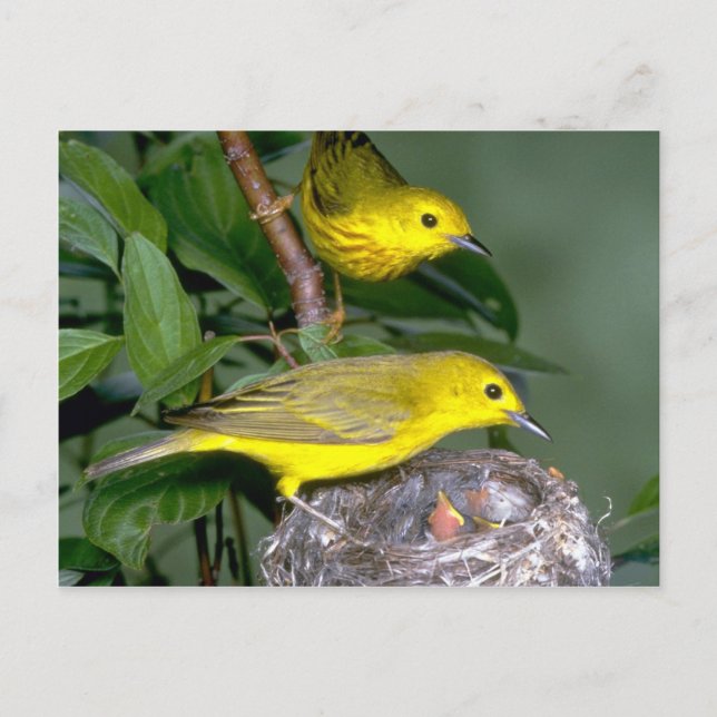 Pair of Yellow Warblers with young Postcard (Front)